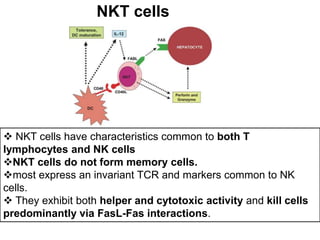  NKT cells have characteristics common to both T
lymphocytes and NK cells
NKT cells do not form memory cells.
most express an invariant TCR and markers common to NK
cells.
 They exhibit both helper and cytotoxic activity and kill cells
predominantly via FasL-Fas interactions.
NKT cells
 