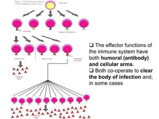  The effector functions of
the immune system have
both humoral (antibody)
and cellular arms.
 Both co-operate to clear
the body of infection and,
in some cases
 