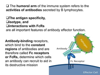  The humoral arm of the immune system refers to the
activities of antibodies secreted by B lymphocytes.
The antigen specificity,
isotype, and
interactions with FcRs
are all important features of antibody effector function.
Antibody-binding receptors,
which bind to the constant
regions of antibodies and are
therefore called Fc receptors
or FcRs, determine which cells
an antibody can recruit to aid in
its destructive mission
 