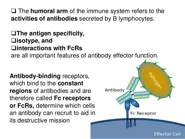 cells of the immune system and their functions pdf