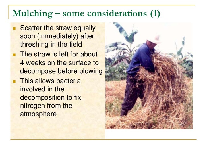 Effects recycling of rice straw 2009 09 23v 072011