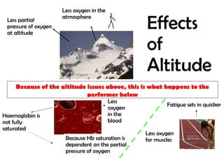 Less oxygen in the

                                                    Effects
                      atmosphere
 Less partial
 pressure of oxygen
 at altitude

                                                    of
                                                    Altitude
     Because of the altitude issues above, this is what happens to the
                             performer below
                                           Less
                                                            Fatigue sets in quicker
                                           oxygen
Haemoglobin is                             in the
not fully                                  blood
saturated
                                                    Less oxygen
                       Because Hb saturation is     for muscles
                       dependent on the partial
                       pressure of oxygen
 