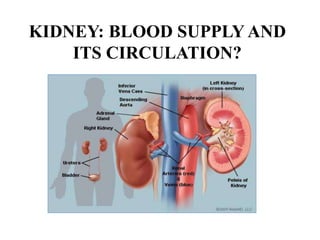 KIDNEY: BLOOD SUPPLY AND
ITS CIRCULATION?
 
