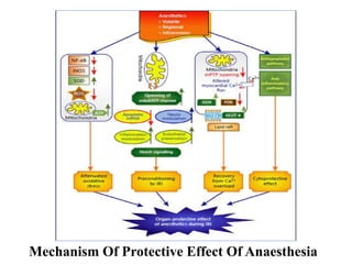Mechanism Of Protective Effect Of Anaesthesia
 