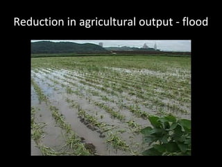 Reduction in agricultural output - flood
 