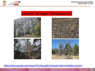 Effects of climate change and deforestation on potential of carbon sequestration and its implication in forest landscape restoration