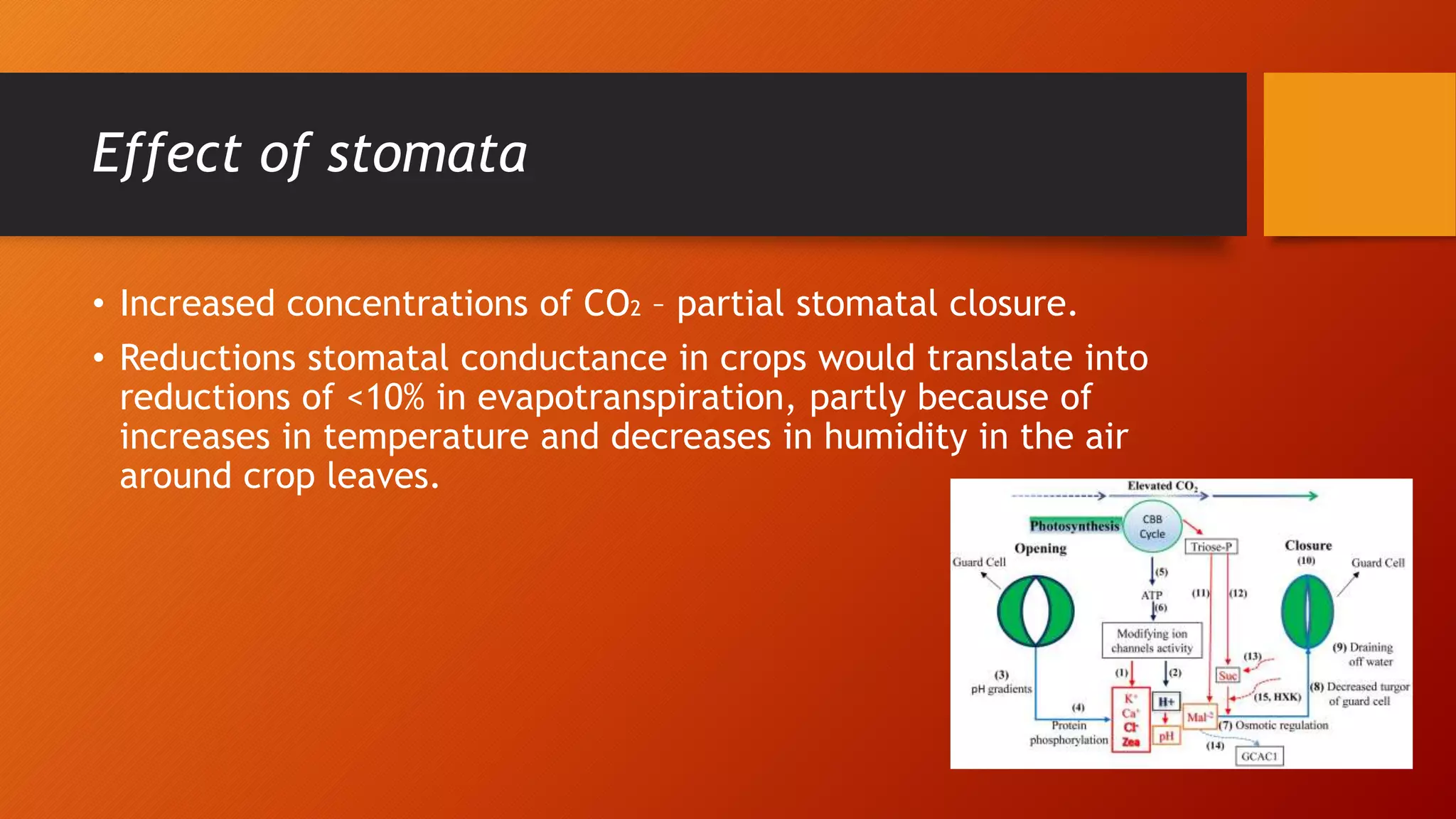 Effect of stomata
• Increased concentrations of CO2 – partial stomatal closure.
• Reductions stomatal conductance in crops would translate into
reductions of <10% in evapotranspiration, partly because of
increases in temperature and decreases in humidity in the air
around crop leaves.
 