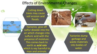 Effects of Environmental Changes
Factories give off
sulfur dioxide into the
air which changes into
sulfuric acid with the
presence of moisture.
This comes back to
earth as acid rain
which is vey harmful to
man and animals.
Factories dump
garbage and
waste materials
into bodies of
water.
Cutting down
trees may cause
soil erosion and
floods.
 