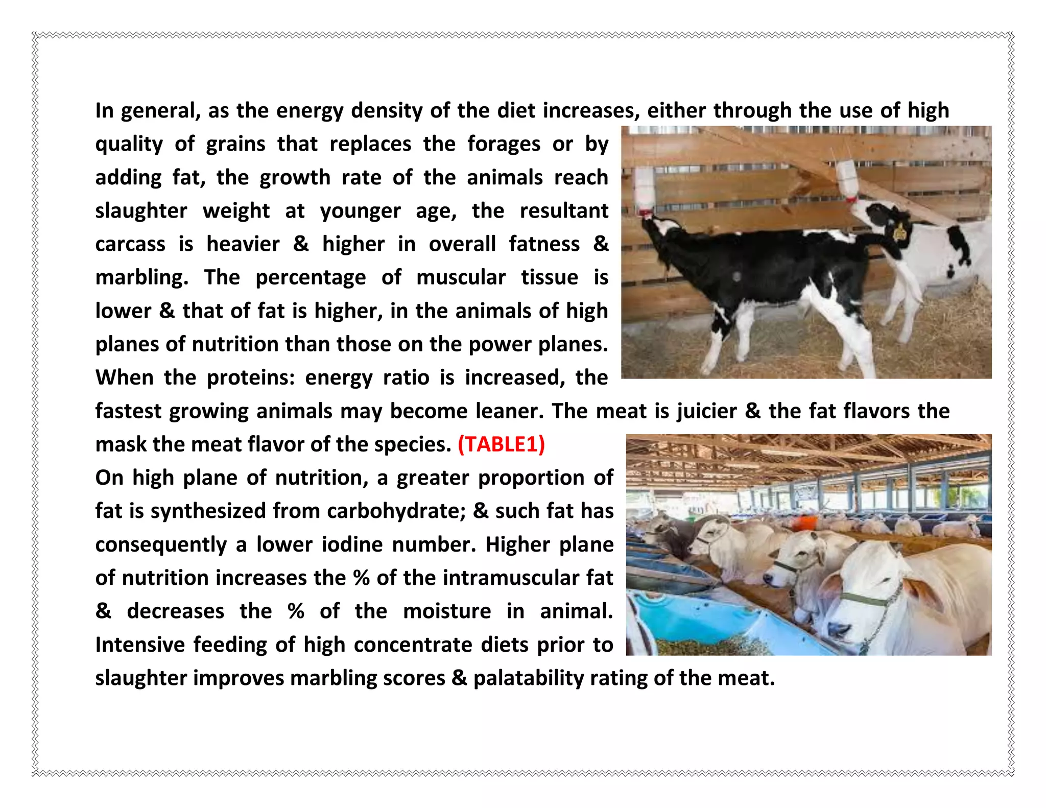 In general, as the energy density of the diet increases, either through the use of high
quality of grains that replaces the forages or by
adding fat, the growth rate of the animals reach
slaughter weight at younger age, the resultant
carcass is heavier & higher in overall fatness &
marbling. The percentage of muscular tissue is
lower & that of fat is higher, in the animals of high
planes of nutrition than those on the power planes.
When the proteins: energy ratio is increased, the
fastest growing animals may become leaner. The meat is juicier & the fat flavors the
mask the meat flavor of the species. (TABLE1)
On high plane of nutrition, a greater proportion of
fat is synthesized from carbohydrate; & such fat has
consequently a lower iodine number. Higher plane
of nutrition increases the % of the intramuscular fat
& decreases the % of the moisture in animal.
Intensive feeding of high concentrate diets prior to
slaughter improves marbling scores & palatability rating of the meat.
 