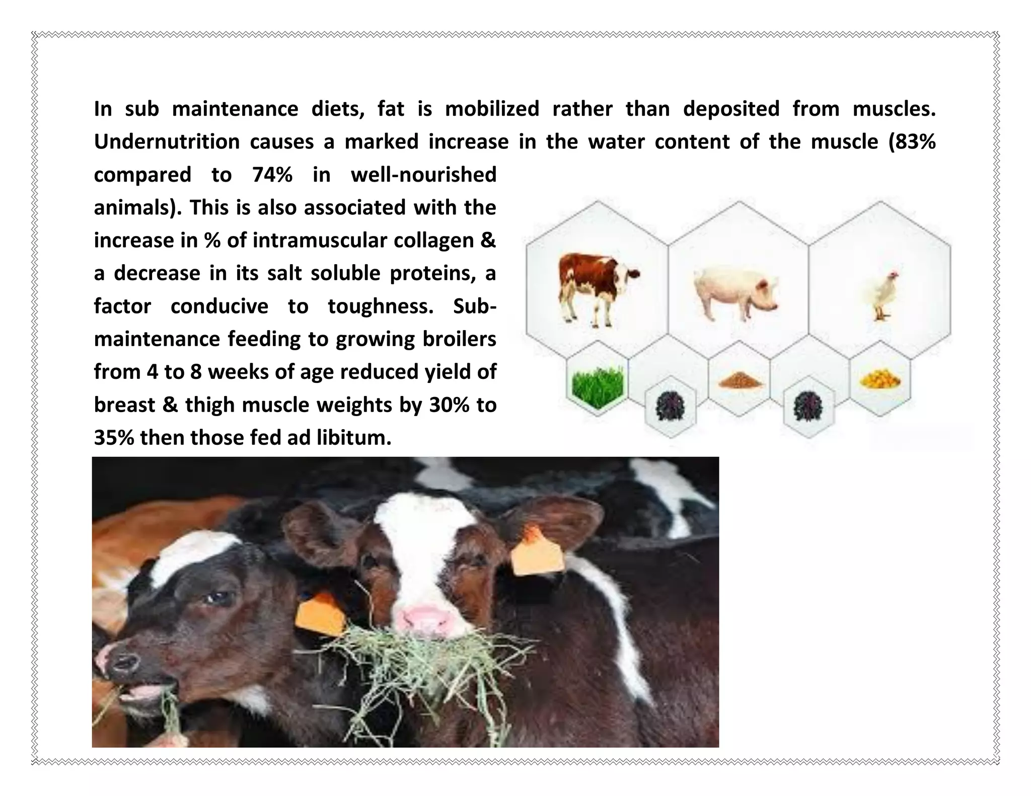 In sub maintenance diets, fat is mobilized rather than deposited from muscles.
Undernutrition causes a marked increase in the water content of the muscle (83%
compared to 74% in well-nourished
animals). This is also associated with the
increase in % of intramuscular collagen &
a decrease in its salt soluble proteins, a
factor conducive to toughness. Sub-
maintenance feeding to growing broilers
from 4 to 8 weeks of age reduced yield of
breast & thigh muscle weights by 30% to
35% then those fed ad libitum.
 