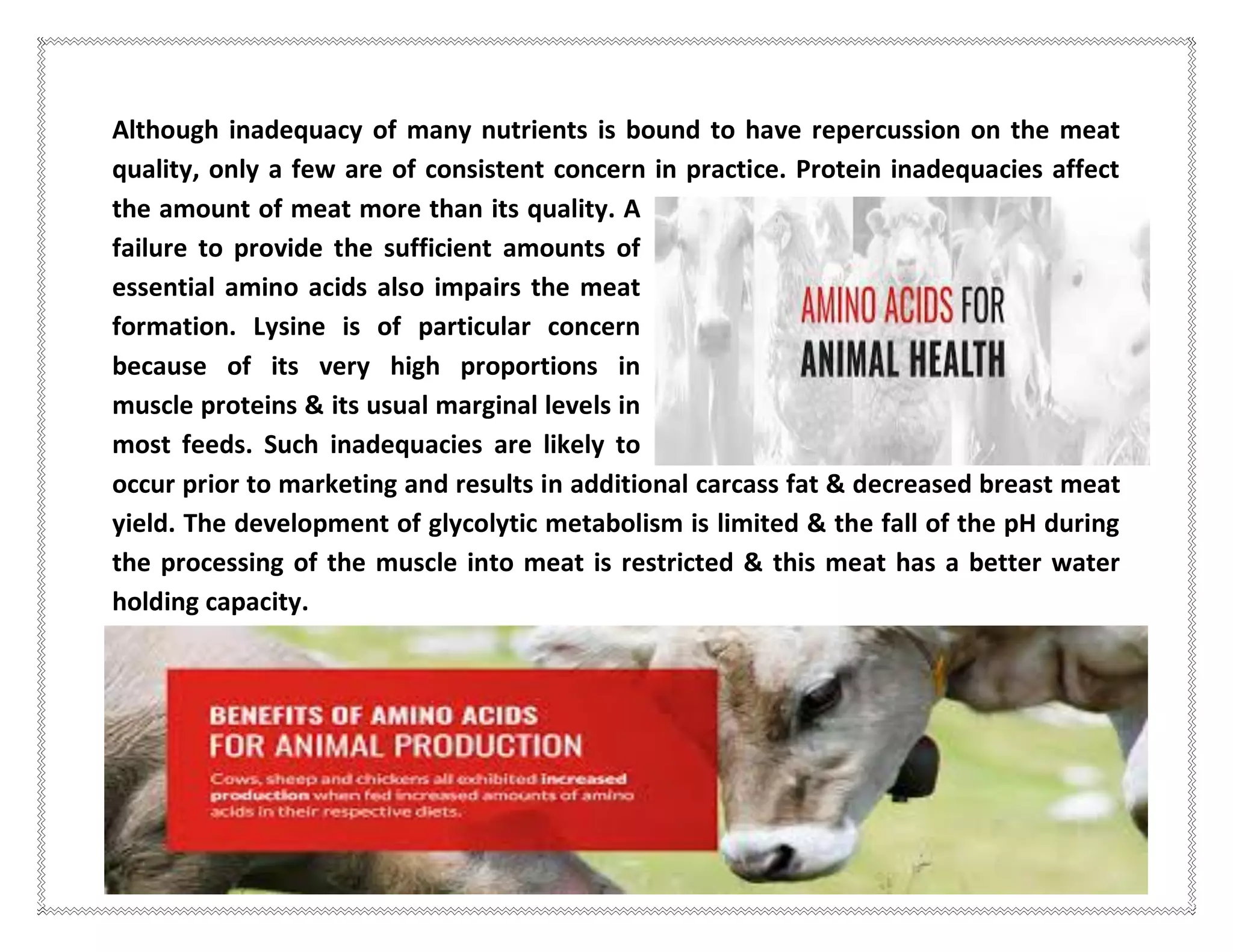 Although inadequacy of many nutrients is bound to have repercussion on the meat
quality, only a few are of consistent concern in practice. Protein inadequacies affect
the amount of meat more than its quality. A
failure to provide the sufficient amounts of
essential amino acids also impairs the meat
formation. Lysine is of particular concern
because of its very high proportions in
muscle proteins & its usual marginal levels in
most feeds. Such inadequacies are likely to
occur prior to marketing and results in additional carcass fat & decreased breast meat
yield. The development of glycolytic metabolism is limited & the fall of the pH during
the processing of the muscle into meat is restricted & this meat has a better water
holding capacity.
 