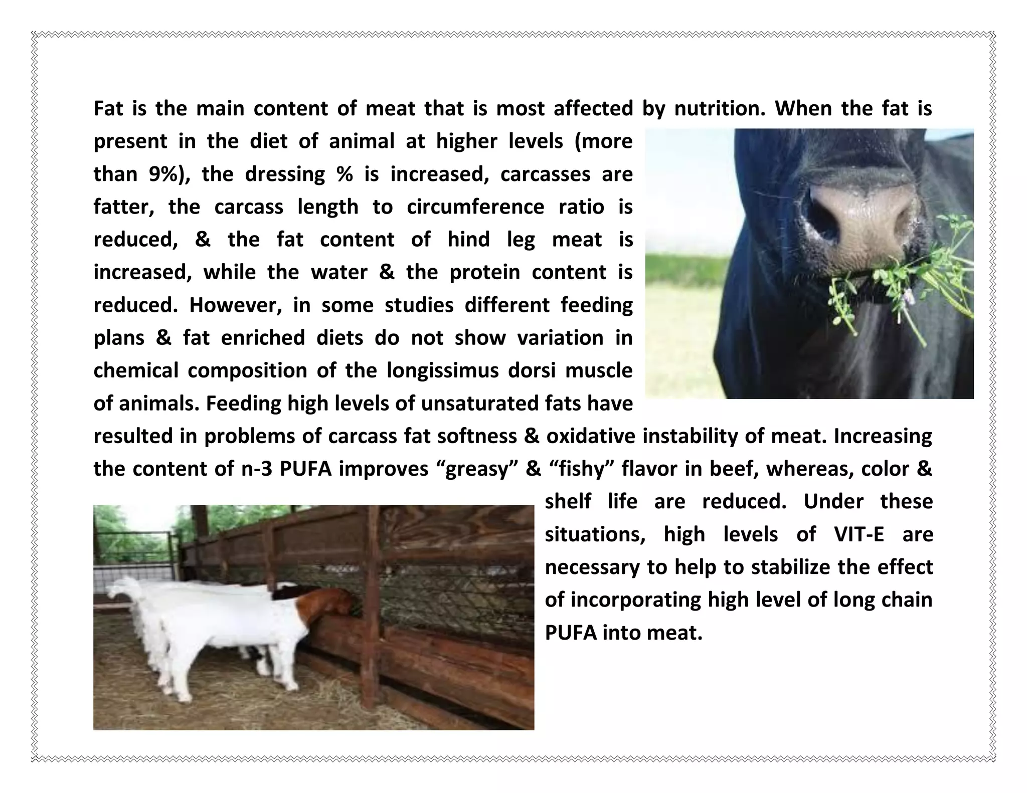 Fat is the main content of meat that is most affected by nutrition. When the fat is
present in the diet of animal at higher levels (more
than 9%), the dressing % is increased, carcasses are
fatter, the carcass length to circumference ratio is
reduced, & the fat content of hind leg meat is
increased, while the water & the protein content is
reduced. However, in some studies different feeding
plans & fat enriched diets do not show variation in
chemical composition of the longissimus dorsi muscle
of animals. Feeding high levels of unsaturated fats have
resulted in problems of carcass fat softness & oxidative instability of meat. Increasing
the content of n-3 PUFA improves “greasy” & “fishy” flavor in beef, whereas, color &
shelf life are reduced. Under these
situations, high levels of VIT-E are
necessary to help to stabilize the effect
of incorporating high level of long chain
PUFA into meat.
 
