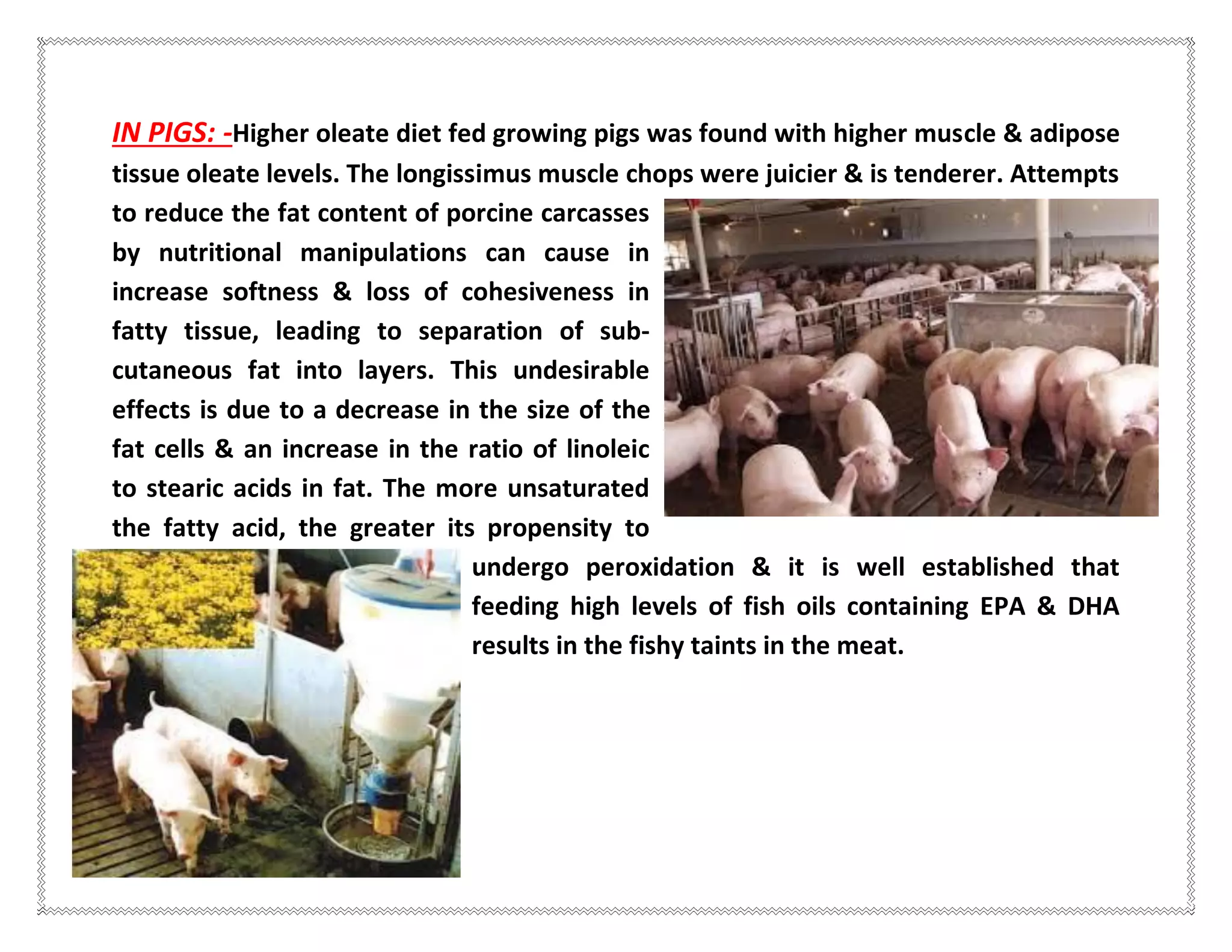 IN PIGS: -Higher oleate diet fed growing pigs was found with higher muscle & adipose
tissue oleate levels. The longissimus muscle chops were juicier & is tenderer. Attempts
to reduce the fat content of porcine carcasses
by nutritional manipulations can cause in
increase softness & loss of cohesiveness in
fatty tissue, leading to separation of sub-
cutaneous fat into layers. This undesirable
effects is due to a decrease in the size of the
fat cells & an increase in the ratio of linoleic
to stearic acids in fat. The more unsaturated
the fatty acid, the greater its propensity to
undergo peroxidation & it is well established that
feeding high levels of fish oils containing EPA & DHA
results in the fishy taints in the meat.
 