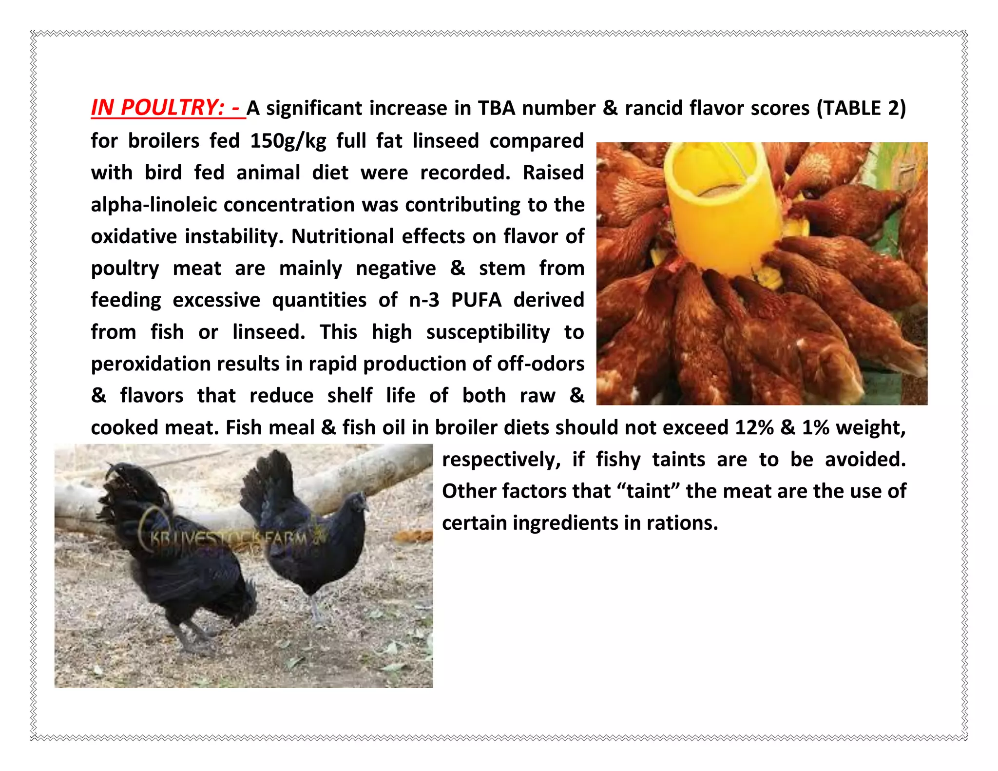 IN POULTRY: - A significant increase in TBA number & rancid flavor scores (TABLE 2)
for broilers fed 150g/kg full fat linseed compared
with bird fed animal diet were recorded. Raised
alpha-linoleic concentration was contributing to the
oxidative instability. Nutritional effects on flavor of
poultry meat are mainly negative & stem from
feeding excessive quantities of n-3 PUFA derived
from fish or linseed. This high susceptibility to
peroxidation results in rapid production of off-odors
& flavors that reduce shelf life of both raw &
cooked meat. Fish meal & fish oil in broiler diets should not exceed 12% & 1% weight,
respectively, if fishy taints are to be avoided.
Other factors that “taint” the meat are the use of
certain ingredients in rations.
 
