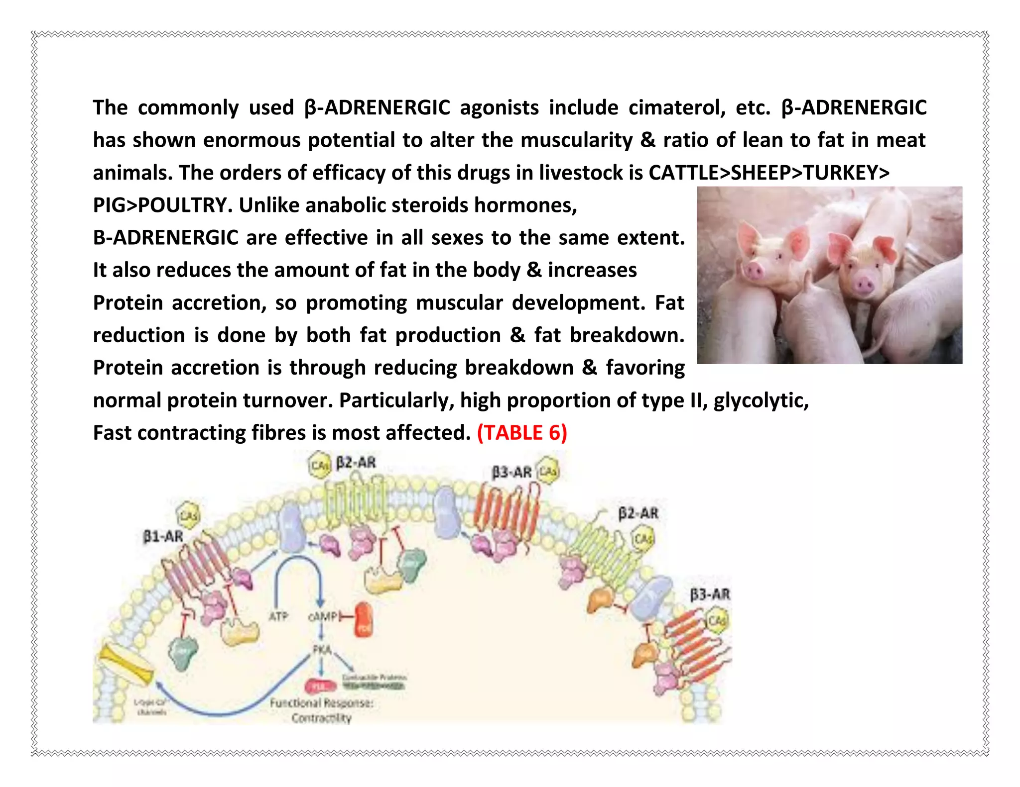 The commonly used β-ADRENERGIC agonists include cimaterol, etc. β-ADRENERGIC
has shown enormous potential to alter the muscularity & ratio of lean to fat in meat
animals. The orders of efficacy of this drugs in livestock is CATTLE>SHEEP>TURKEY>
PIG>POULTRY. Unlike anabolic steroids hormones,
Β-ADRENERGIC are effective in all sexes to the same extent.
It also reduces the amount of fat in the body & increases
Protein accretion, so promoting muscular development. Fat
reduction is done by both fat production & fat breakdown.
Protein accretion is through reducing breakdown & favoring
normal protein turnover. Particularly, high proportion of type II, glycolytic,
Fast contracting fibres is most affected. (TABLE 6)
 