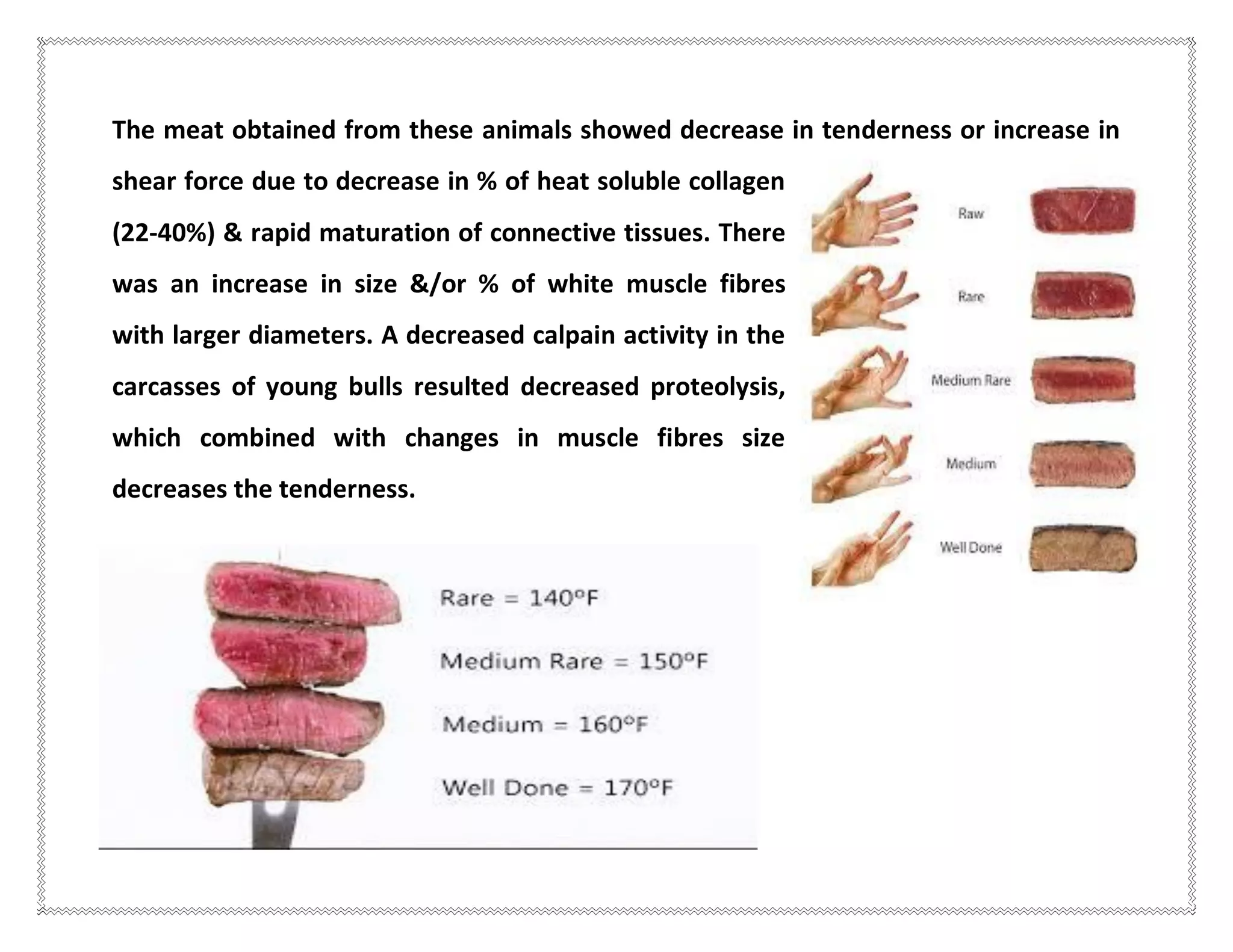 The meat obtained from these animals showed decrease in tenderness or increase in
shear force due to decrease in % of heat soluble collagen
(22-40%) & rapid maturation of connective tissues. There
was an increase in size &/or % of white muscle fibres
with larger diameters. A decreased calpain activity in the
carcasses of young bulls resulted decreased proteolysis,
which combined with changes in muscle fibres size
decreases the tenderness.
 