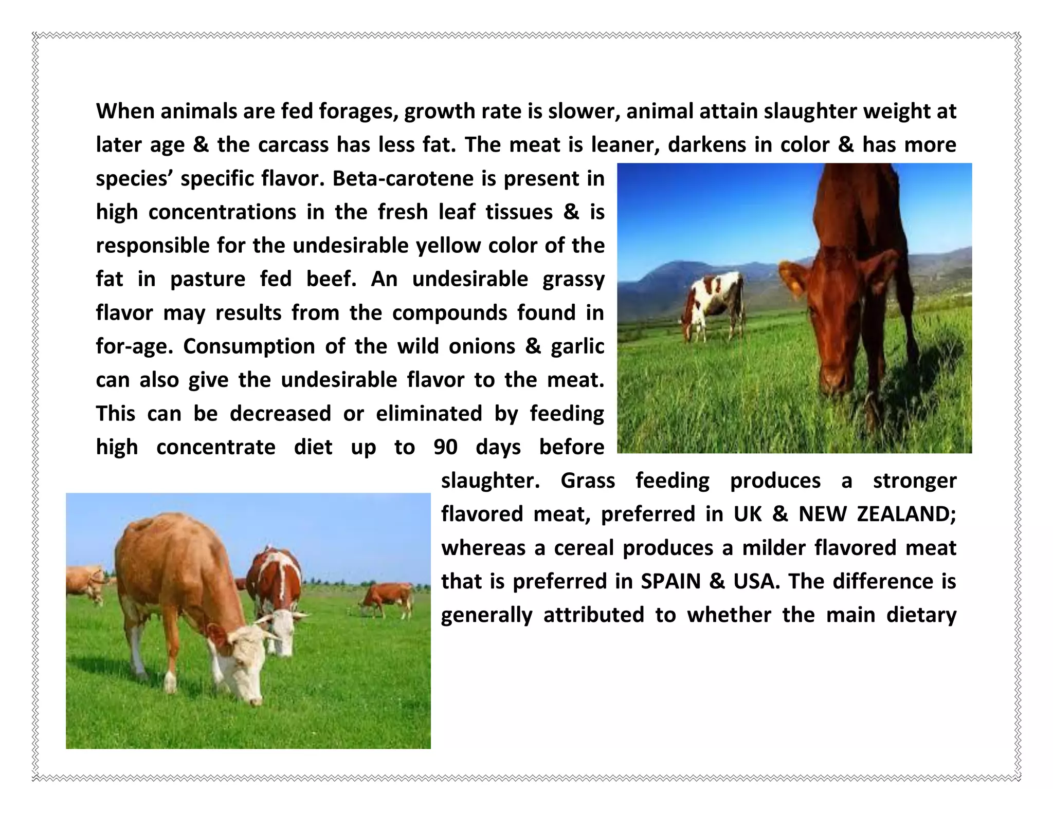 When animals are fed forages, growth rate is slower, animal attain slaughter weight at
later age & the carcass has less fat. The meat is leaner, darkens in color & has more
species’ specific flavor. Beta-carotene is present in
high concentrations in the fresh leaf tissues & is
responsible for the undesirable yellow color of the
fat in pasture fed beef. An undesirable grassy
flavor may results from the compounds found in
for-age. Consumption of the wild onions & garlic
can also give the undesirable flavor to the meat.
This can be decreased or eliminated by feeding
high concentrate diet up to 90 days before
slaughter. Grass feeding produces a stronger
flavored meat, preferred in UK & NEW ZEALAND;
whereas a cereal produces a milder flavored meat
that is preferred in SPAIN & USA. The difference is
generally attributed to whether the main dietary
 