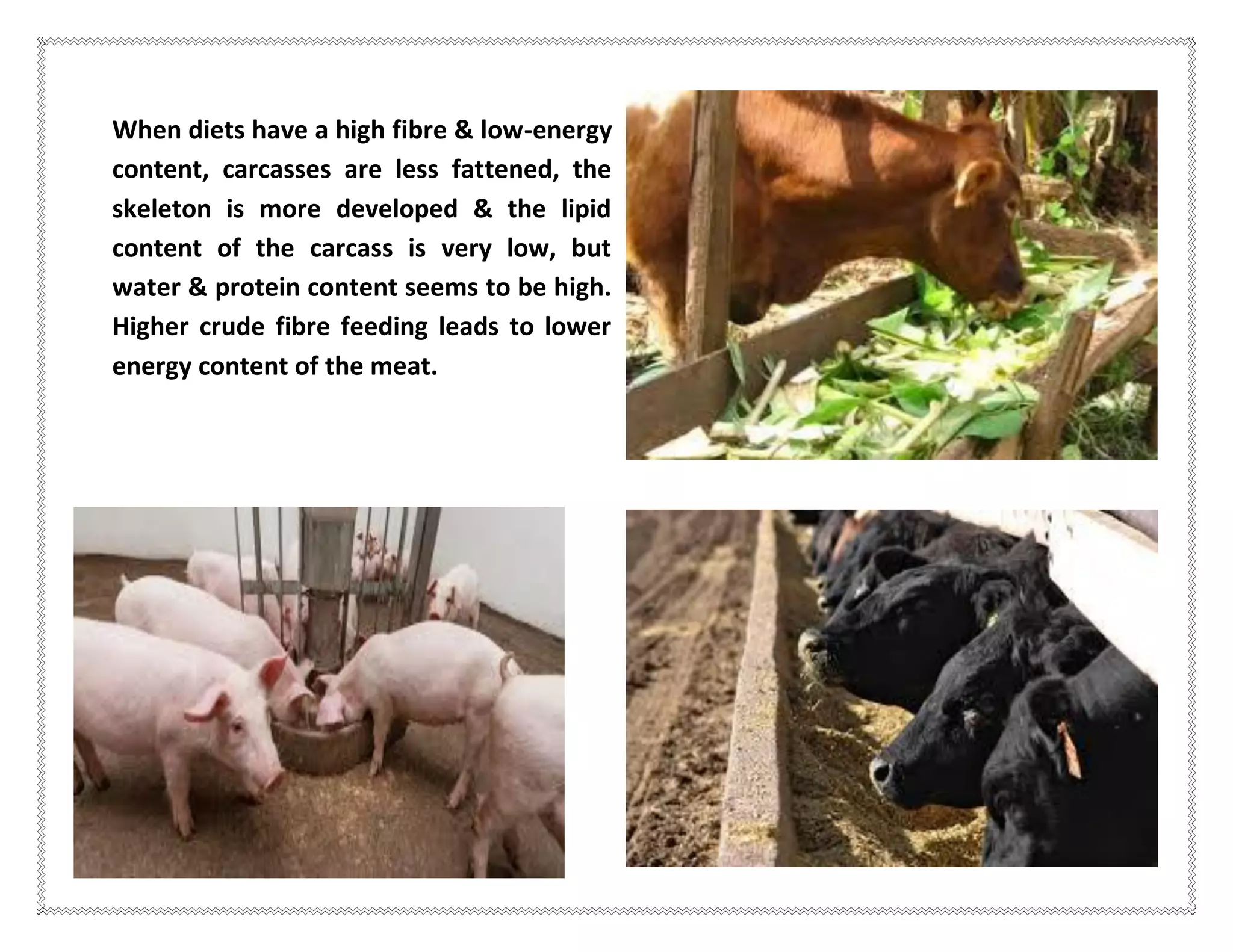 When diets have a high fibre & low-energy
content, carcasses are less fattened, the
skeleton is more developed & the lipid
content of the carcass is very low, but
water & protein content seems to be high.
Higher crude fibre feeding leads to lower
energy content of the meat.
 