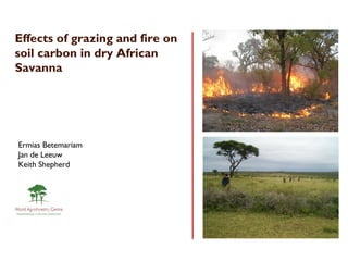 Effects of grazing and fire on
soil carbon in dry African
Savanna




Ermias Betemariam
Jan de Leeuw
Keith Shepherd
 