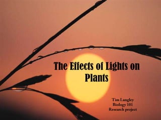 The Effects of Lights on Plants Tim Langley Biology 101 Research project 
