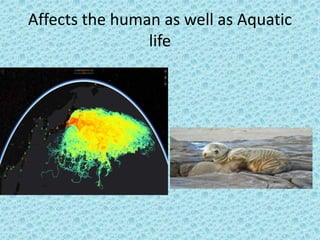 Affects the human as well as Aquatic
life
 