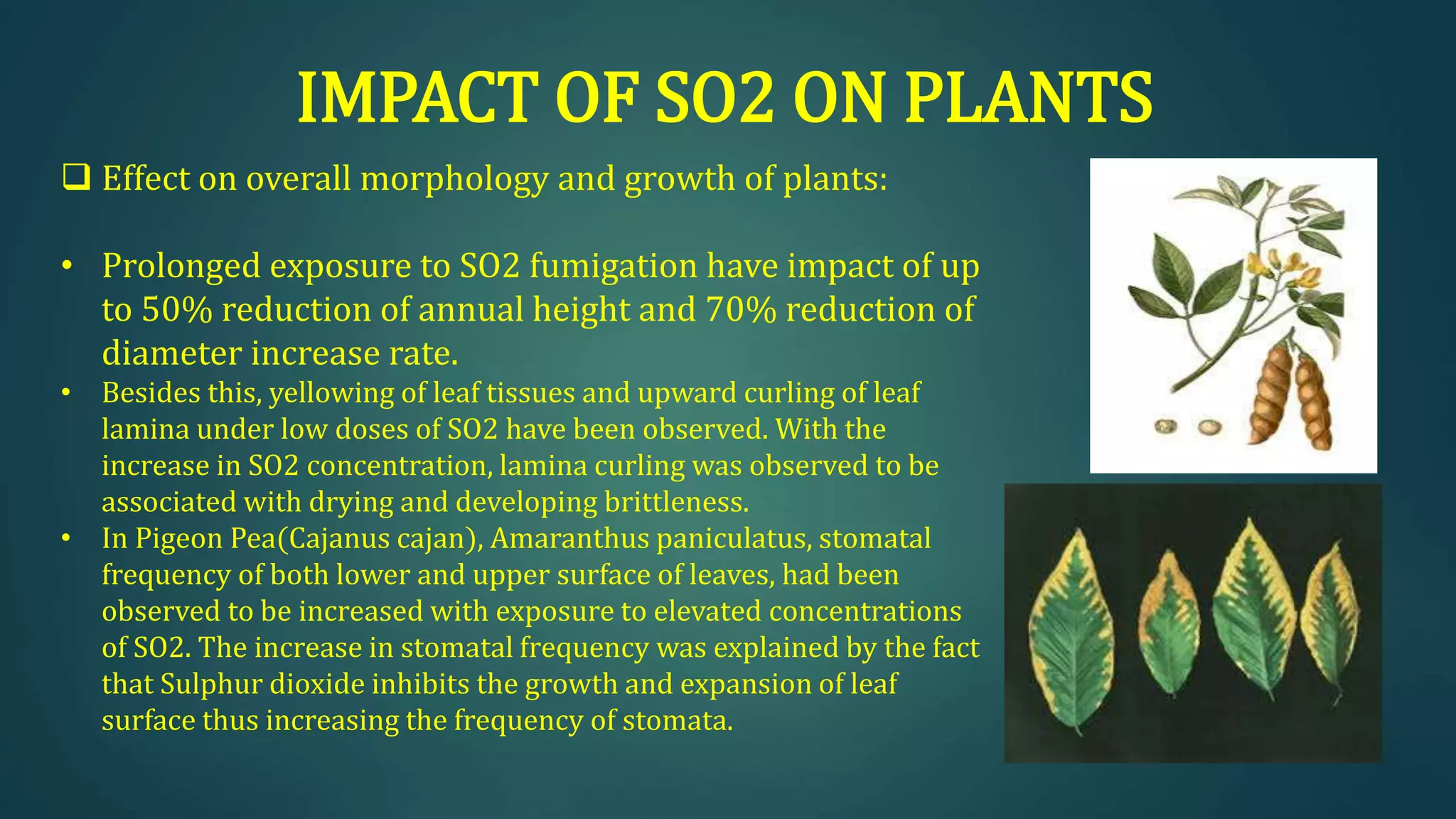 IMPACT OF SO2 ON PLANTS
 Effect on overall morphology and growth of plants:
• Prolonged exposure to SO2 fumigation have impact of up
to 50% reduction of annual height and 70% reduction of
diameter increase rate.
• Besides this, yellowing of leaf tissues and upward curling of leaf
lamina under low doses of SO2 have been observed. With the
increase in SO2 concentration, lamina curling was observed to be
associated with drying and developing brittleness.
• In Pigeon Pea(Cajanus cajan), Amaranthus paniculatus, stomatal
frequency of both lower and upper surface of leaves, had been
observed to be increased with exposure to elevated concentrations
of SO2. The increase in stomatal frequency was explained by the fact
that Sulphur dioxide inhibits the growth and expansion of leaf
surface thus increasing the frequency of stomata.
 