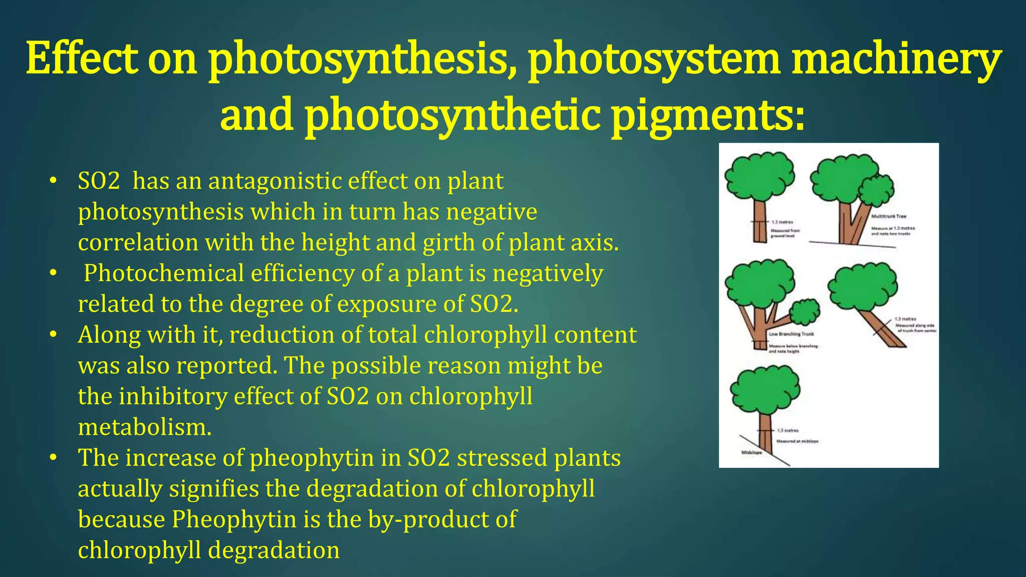 Effect on photosynthesis, photosystem machinery
and photosynthetic pigments:
• SO2 has an antagonistic effect on plant
photosynthesis which in turn has negative
correlation with the height and girth of plant axis.
• Photochemical efficiency of a plant is negatively
related to the degree of exposure of SO2.
• Along with it, reduction of total chlorophyll content
was also reported. The possible reason might be
the inhibitory effect of SO2 on chlorophyll
metabolism.
• The increase of pheophytin in SO2 stressed plants
actually signifies the degradation of chlorophyll
because Pheophytin is the by-product of
chlorophyll degradation
 