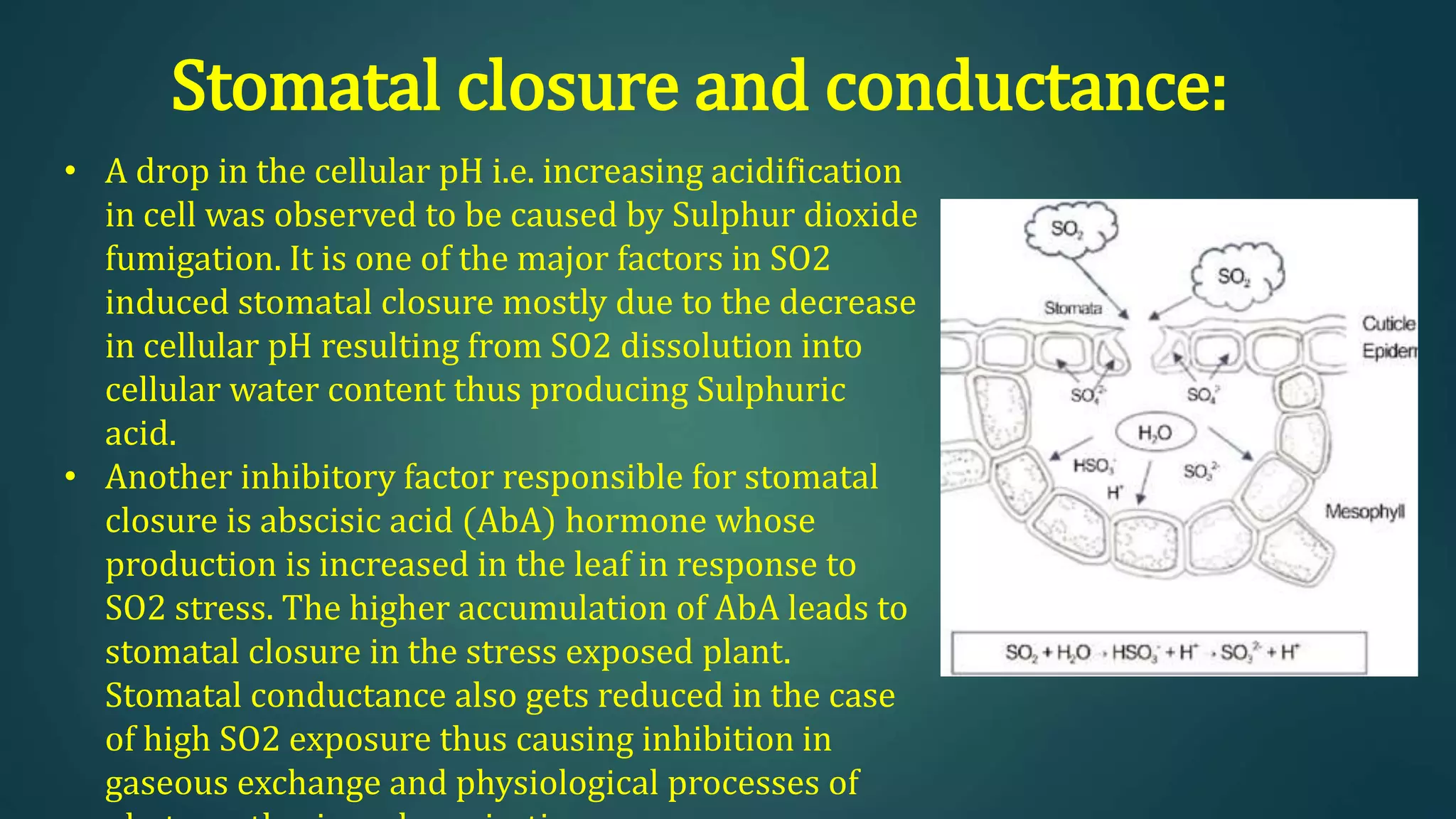 Stomatal closure and conductance:
• A drop in the cellular pH i.e. increasing acidification
in cell was observed to be caused by Sulphur dioxide
fumigation. It is one of the major factors in SO2
induced stomatal closure mostly due to the decrease
in cellular pH resulting from SO2 dissolution into
cellular water content thus producing Sulphuric
acid.
• Another inhibitory factor responsible for stomatal
closure is abscisic acid (AbA) hormone whose
production is increased in the leaf in response to
SO2 stress. The higher accumulation of AbA leads to
stomatal closure in the stress exposed plant.
Stomatal conductance also gets reduced in the case
of high SO2 exposure thus causing inhibition in
gaseous exchange and physiological processes of
 