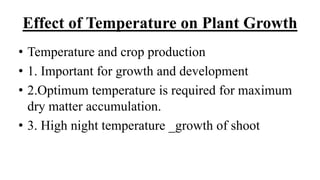 buda plant Buy Jatropha Buddha Belly Plants Online