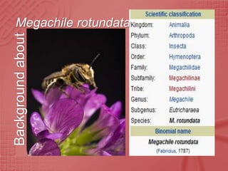 Megachile rotundata
Background about
 
