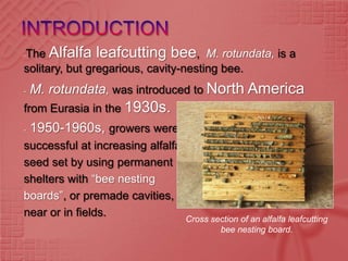 The Alfalfa leafcutting bee, M. rotundata, is a
-

solitary, but gregarious, cavity-nesting bee.
-   M. rotundata, was introduced to North America
from Eurasia in the 1930s.
-   1950-1960s, growers were
successful at increasing alfalfa
seed set by using permanent
shelters with “bee nesting
boards”, or premade cavities,
near or in fields.
                                   Cross section of an alfalfa leafcutting
                                           bee nesting board.
 