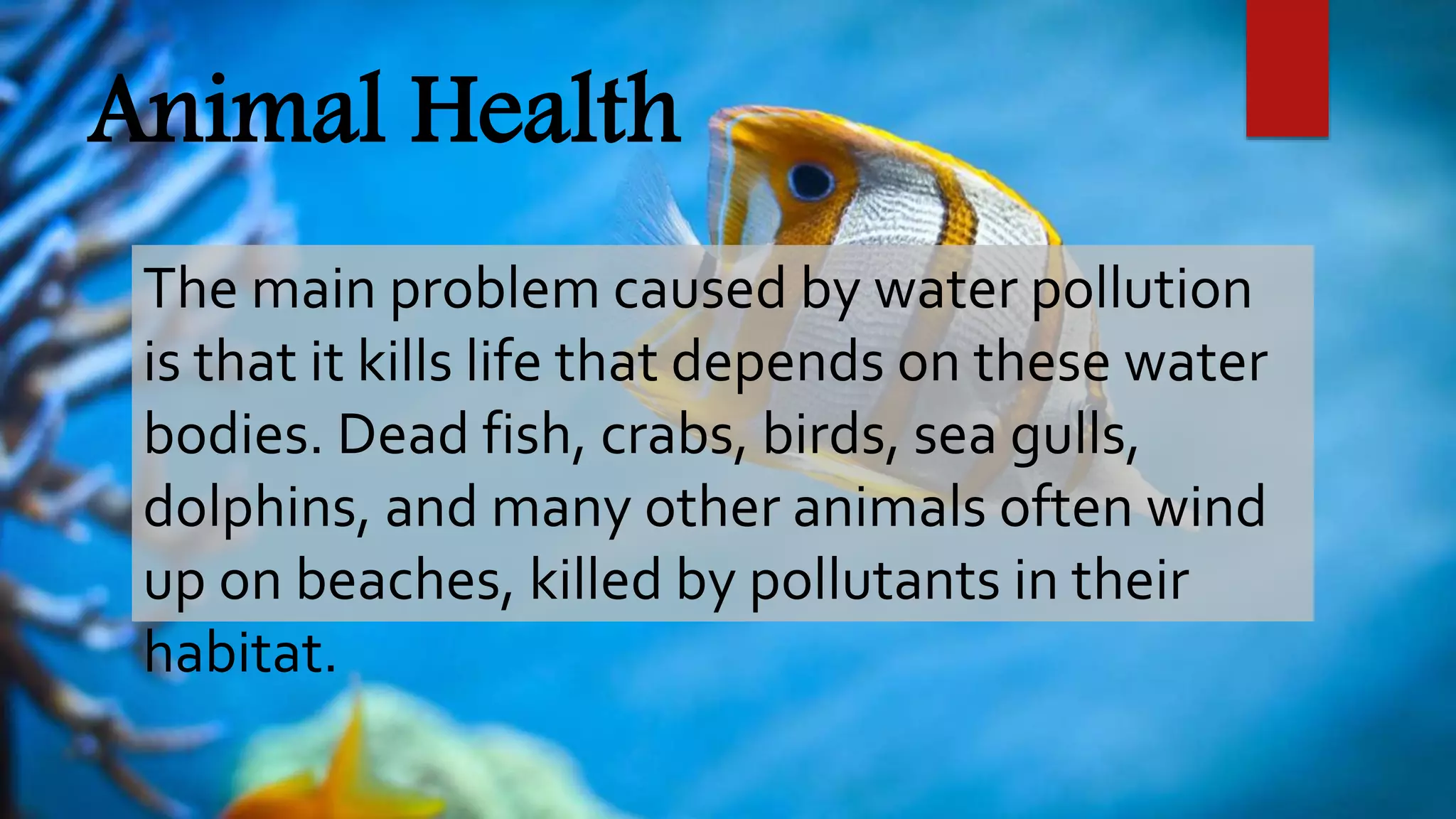 Animal Health
The main problem caused by water pollution
is that it kills life that depends on these water
bodies. Dead fish, crabs, birds, sea gulls,
dolphins, and many other animals often wind
up on beaches, killed by pollutants in their
habitat.
 