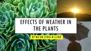 EFFECTS OF WEATHER IN
THE PLANTS
BY MA’AM LYDIA M LLIDO
 