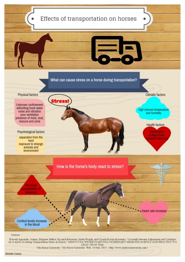 Effects of Transportation in Horses