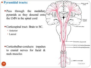 EFFERENT NERVOUS SYSTEM (ANS & MOTOR) (1) (1).pptx