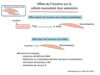 Effets de l’insuline sur la
cellule musculaire lisse vasculaire
Effet indirect de l’insuline via la cellule endothéliale
Insuline
NO GMPc
Vasorelaxation
Effet direct de l’insuline su la CMLV
Mécanismes invoqués:
- Induction de NOS de CMLV
- Réduction ou modulation des flux calciques intracellulaires
- Activation de pompes à Na
- Activation de canaux K
Muniyappa et al, Endoc Rev 2007
VasorelaxationInsuline
Cellules musculaires lisses
 