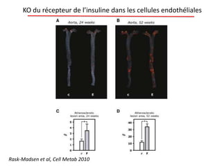Rask-Madsen et al, Cell Metab 2010
KO du récepteur de l’insuline dans les cellules endothéliales
 