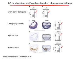 Rask-Madsen et al, Cell Metab 2010
Esters de CT de la paroi
Collagène (Masson)
Alpha-actine
Macrophages
KO du récepteur de l’insuline dans les cellules endothéliales
 