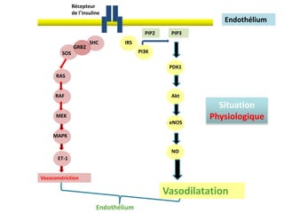 Endothélium
Vasoconstriction
Vasodilatation
Récepteur
de l’insuline
SHC
GRB2
SOS
RAS
RAF
MEK
MAPK
ET-1
IRS
PI3K
PDK1
Akt
eNOS
NO
PIP2 PIP3
Situation
Physiologique
Endothélium
 