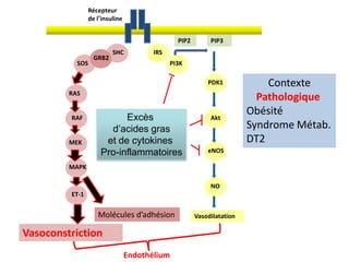 Endothélium
Vasoconstriction
Vasodilatation
Récepteur
de l’insuline
SHC
GRB2
SOS
RAS
RAF
MEK
MAPK
ET-1
IRS
PI3K
PDK1
Akt
eNOS
NO
PIP2 PIP3
Excès
d’acides gras
et de cytokines
Pro-inflammatoires
Contexte
Pathologique
Obésité
Syndrome Métab.
DT2
Molécules d’adhésion
 