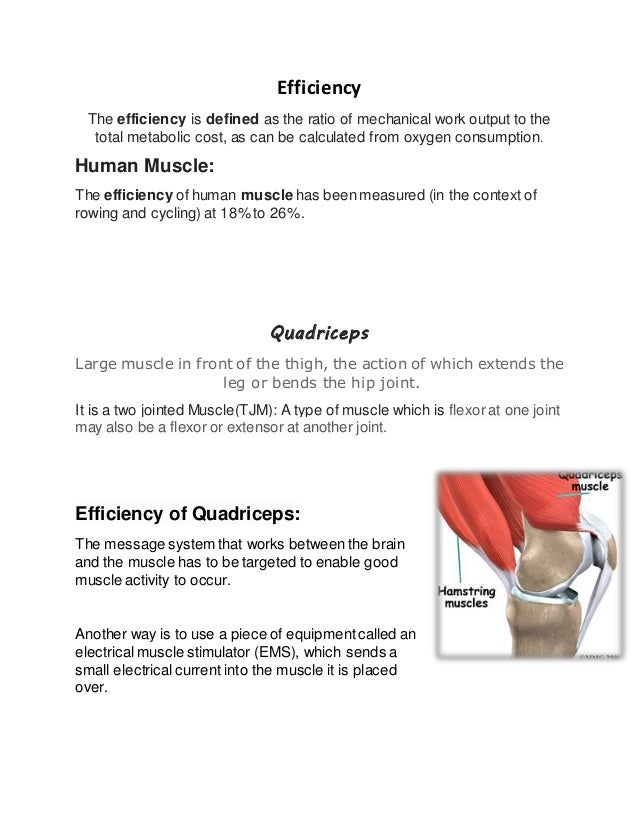 Efficiency of muscle work