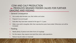 Efficient beef production system.pptx