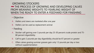 Efficient beef production system.pptx