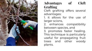 Efficient Grafting Techniques Cleft, Saddle, and Marcotting Procedures ...