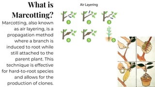 Efficient Grafting Techniques Cleft, Saddle, and Marcotting Procedures ...