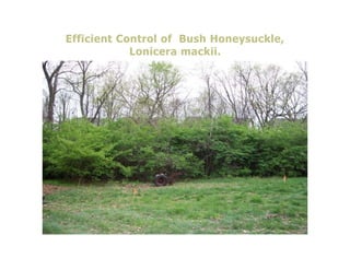 Efficient Control of Bush Honeysuckle,
            Lonicera mackii.
 