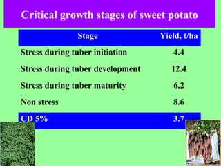 Critical growth stages of sweet potato
Stage Yield, t/ha
Stress during tuber initiation 4.4
Stress during tuber development 12.4
Stress during tuber maturity 6.2
Non stress 8.6
CD 5% 3.7
 