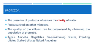 PROTOZOA
 The presence of protozoa influences the clarity of water.
 Protozoa feed on other microbes.
 The quality of the effluent can be determined by observing the
population of protozoa.
 Types: Amoeba, Flagellates, Free-swimming ciliates, Crawling
ciliates, Stalked ciliates Naked Amoebae
 