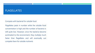 FLAGELLATES
Compete with bacterial for soluble food.
Flagellates peak in number while the soluble food
concentration is high and the number of bacteria is
still quite low. However, once the bacteria become
acclimated to the environment, they multiply much
faster than flagellates and will eventually out
compete them for soluble nutrients
 