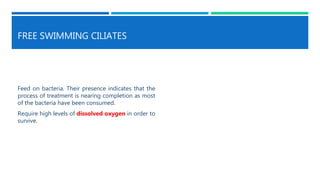 FREE SWIMMING CILIATES
Feed on bacteria. Their presence indicates that the
process of treatment is nearing completion as most
of the bacteria have been consumed.
Require high levels of dissolved oxygen in order to
survive.
 